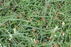 Alysicarpus monilifer